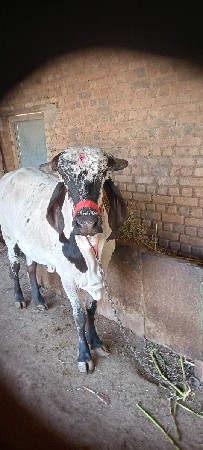 थंबनेल 3