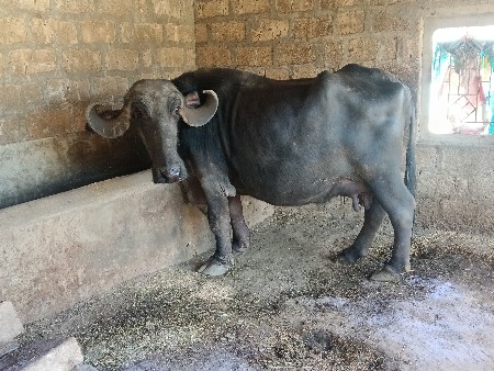 थंबनेल 2