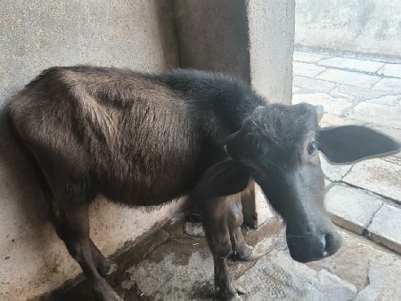 7 mahinani padi vechavani che