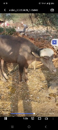 વાલા ત્રણે દેવાના ફોન કરજો ફટાફટ