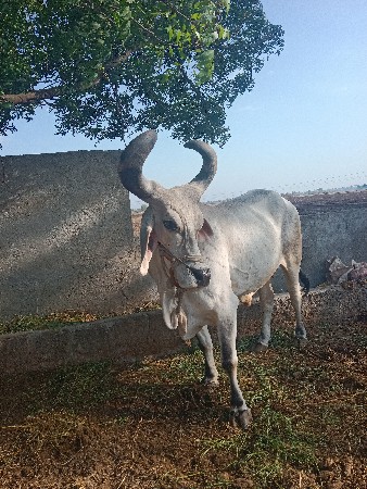 થંબનેલ 3