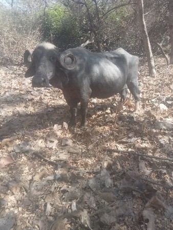 थंबनेल 2