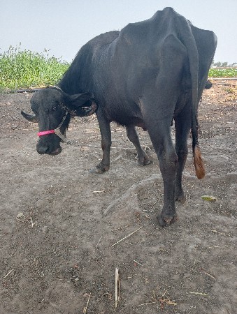 ભેંસ વેચવાની છે