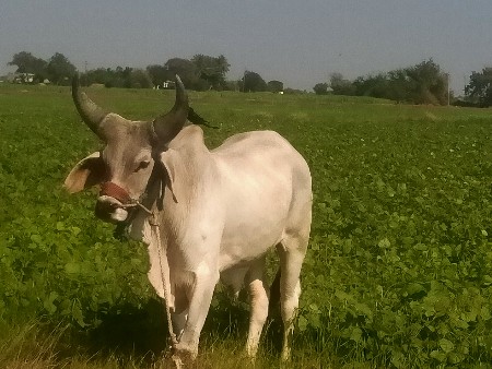 ગોધલા વેચવાના છે હાલ તા છે બધી