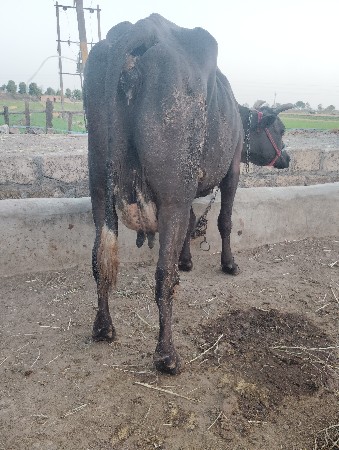 थंबनेल 3