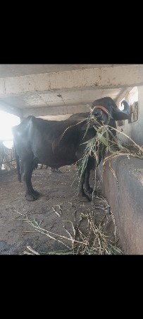 ભેસ વેસવાની છે