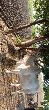 બળદ વેચવાનો છે. ડાબીયાર
