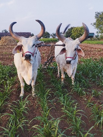 વઢિયારા બળદ
બીજી ધરના