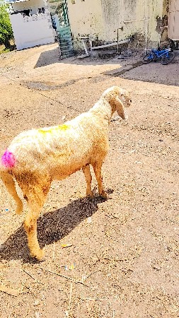 ઘેટો વેચવાનો‌ છે