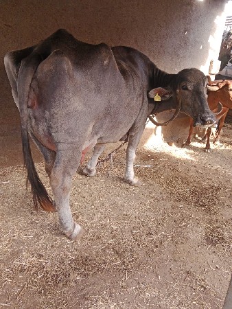 थंबनेल 2