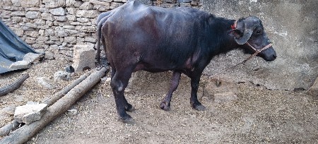 અભ્યાસ વેચવાની છે ગામ વડાળા