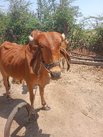 थंबनेल 3