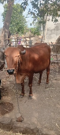 ગાય વેચવાની છે