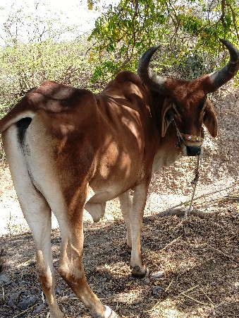 थंबनेल 3