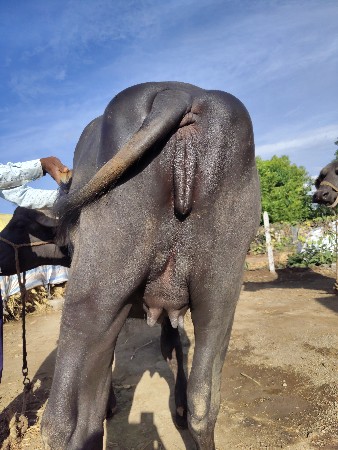 थंबनेल 2