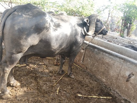 વેતર ત્રીજો