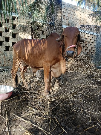 थंबनेल 2