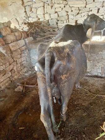 ભેંસ વેચવાની છે