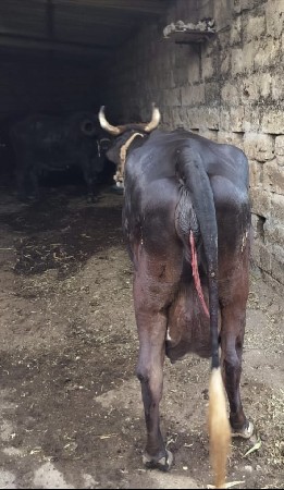 थंबनेल 2