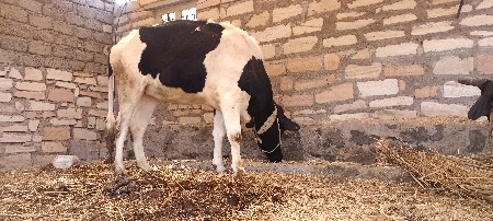 2 મહીના ગાભણ  ઓડકી