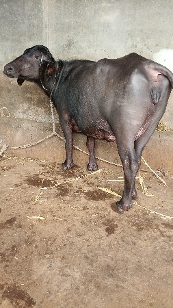 જાફરાબાદી ખડેલી વેચવાની છે