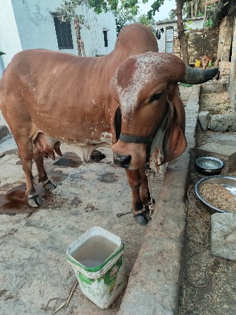 વેચવા ની છે