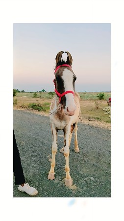 વસેરો વેસવાનો સે ભાઇ સાવ સોજો