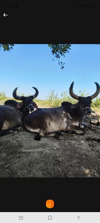 બરધ વેચવાના છે