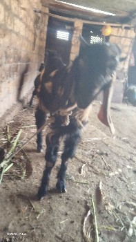 વલીઈભાઈ