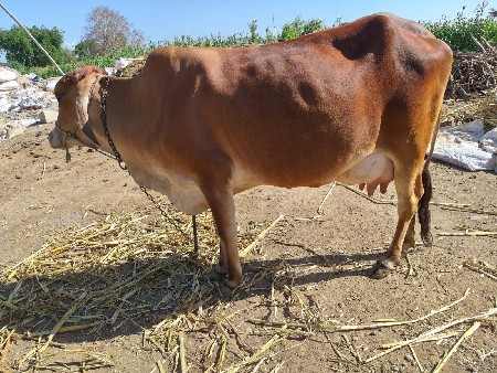 જર્સી ગાય વેચવાની