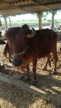 લાખાભાઈ રબારી