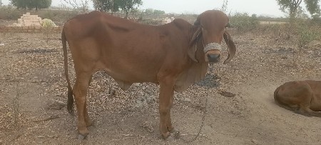 થંબનેલ 2