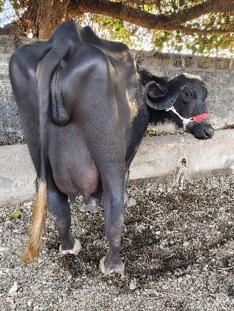 2 જુ વેતર વીયાસે છે