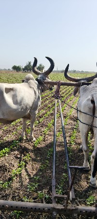 બળદ વેચવાના છે