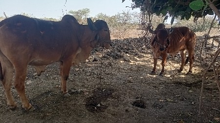 ગોઢલા વેચવાના છે