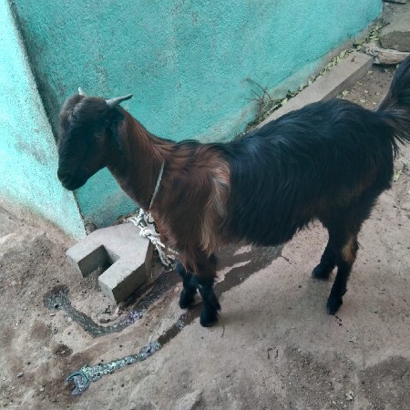 બકરી અને પાટ વેચવાની છે