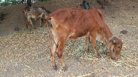 ગીર વાછડી વૈચાવાની છે