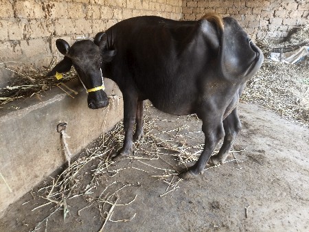 પાંચ પાંચ લીટર દૂધ