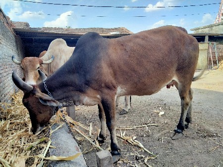 થંબનેલ 3