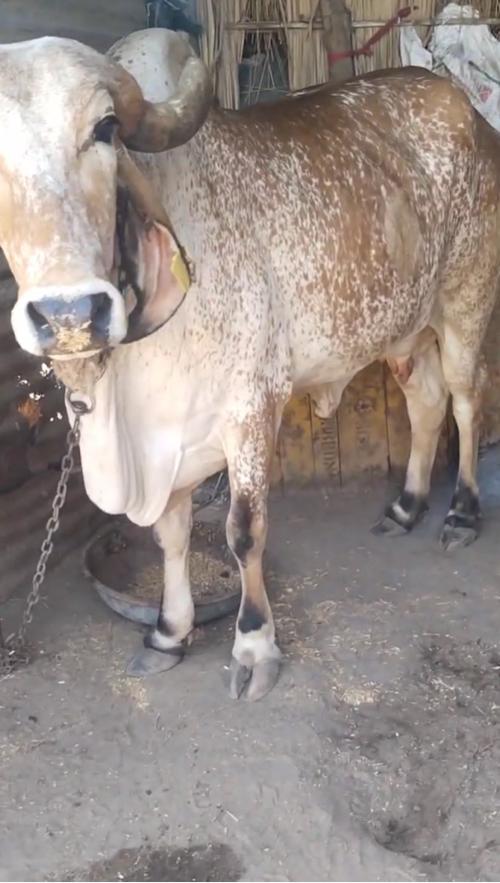 ગીર ગાય વેચવાની છે