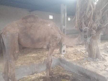 ઊંટવેચવાનો છે