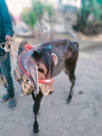 થંબનેલ 3