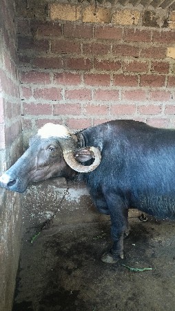 ભેંસ vesvani se