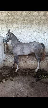 For sell filly