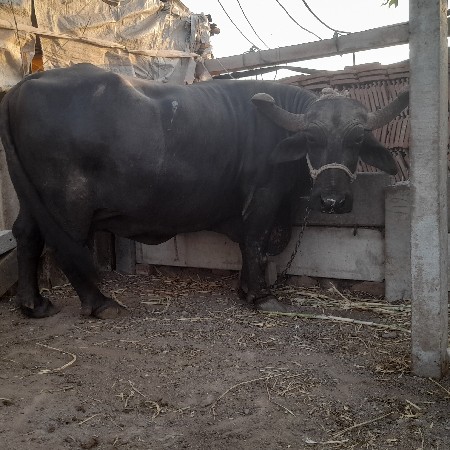 थंबनेल 3