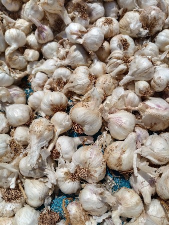 લસણ વેચવાનું છે