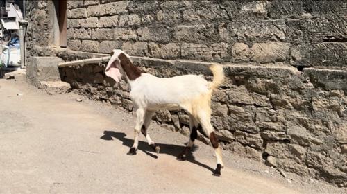 રાજસ્તાની બચી વેચવાની છે .