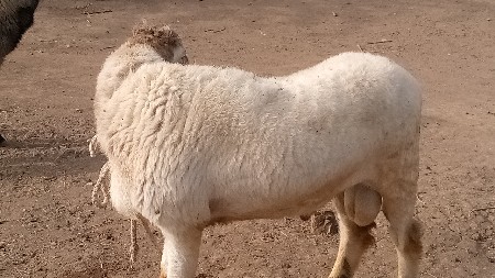 ધેટા
