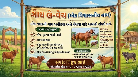 એક.સાથે.ચાર.ગીર.ગાય.વેચવાની.છે