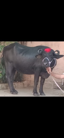 ભેંસ વેચવાનું છે 2 છે